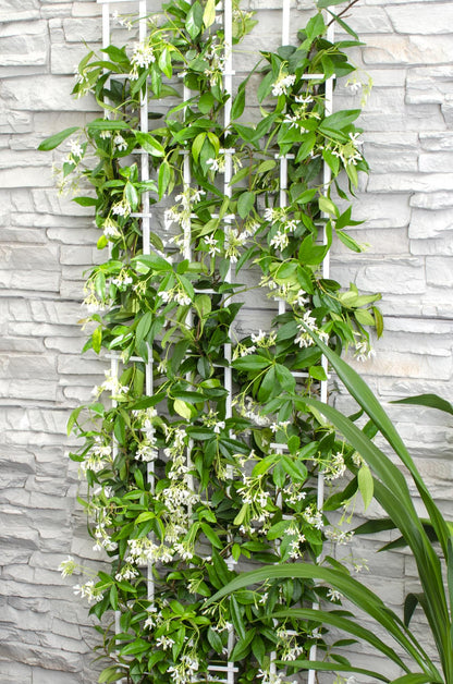 2x - Trachelospermum 'Star of Venice' - ↨65cm - Ø15 - Pflanzfix24