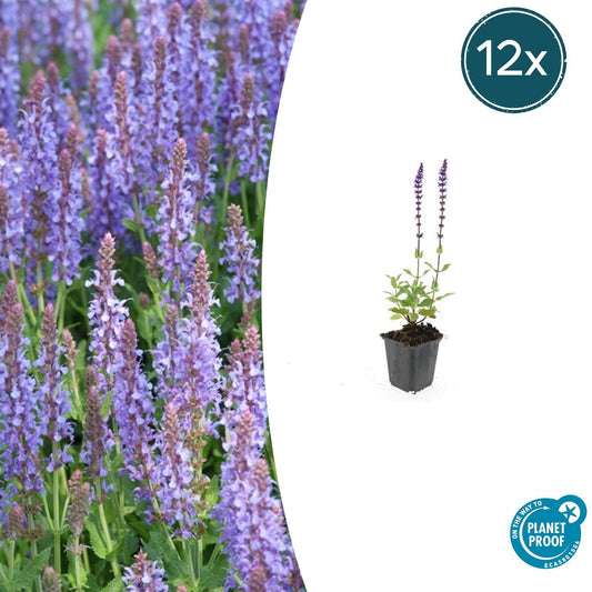 12x Salvia nemorosa 'Caradonna' Stauden 10-25cm | Pflanzfix24.de - Pflanzfix24.de