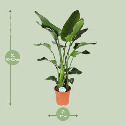 Strelitzia Nicolai - Ø27cm - ↕140cm von Pflanzfix24