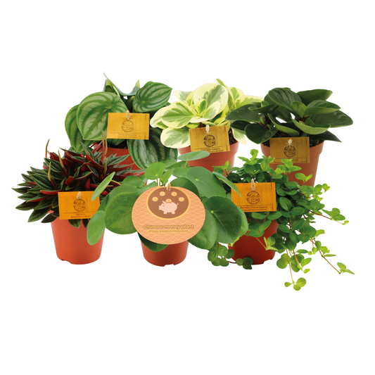 Peperomia Freunde - 6 Stücke - Ø12cm - ↕20cm - Pflanzfix24