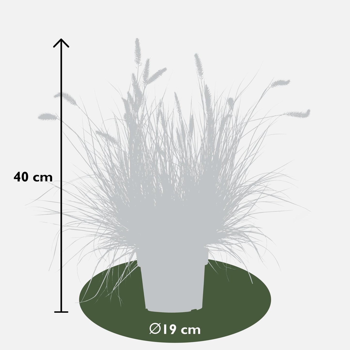 Pennisetum alopecuroides 'Hameln' - Ø19cm - Pflanzfix24