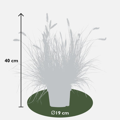 Pennisetum alopecuroides 'Hameln' - Ø19cm - Pflanzfix24
