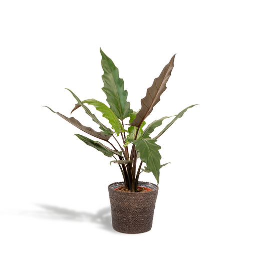 Alocasia Lauterbachiana - Ø19cm - ↕80cm + Korb Igmar - Pflanzfix24