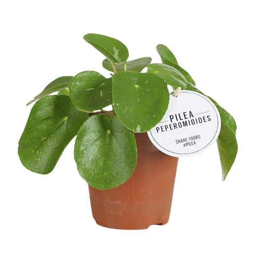 Pilea White Splash - Ø13cm - ↕20cm - Pflanzfix24