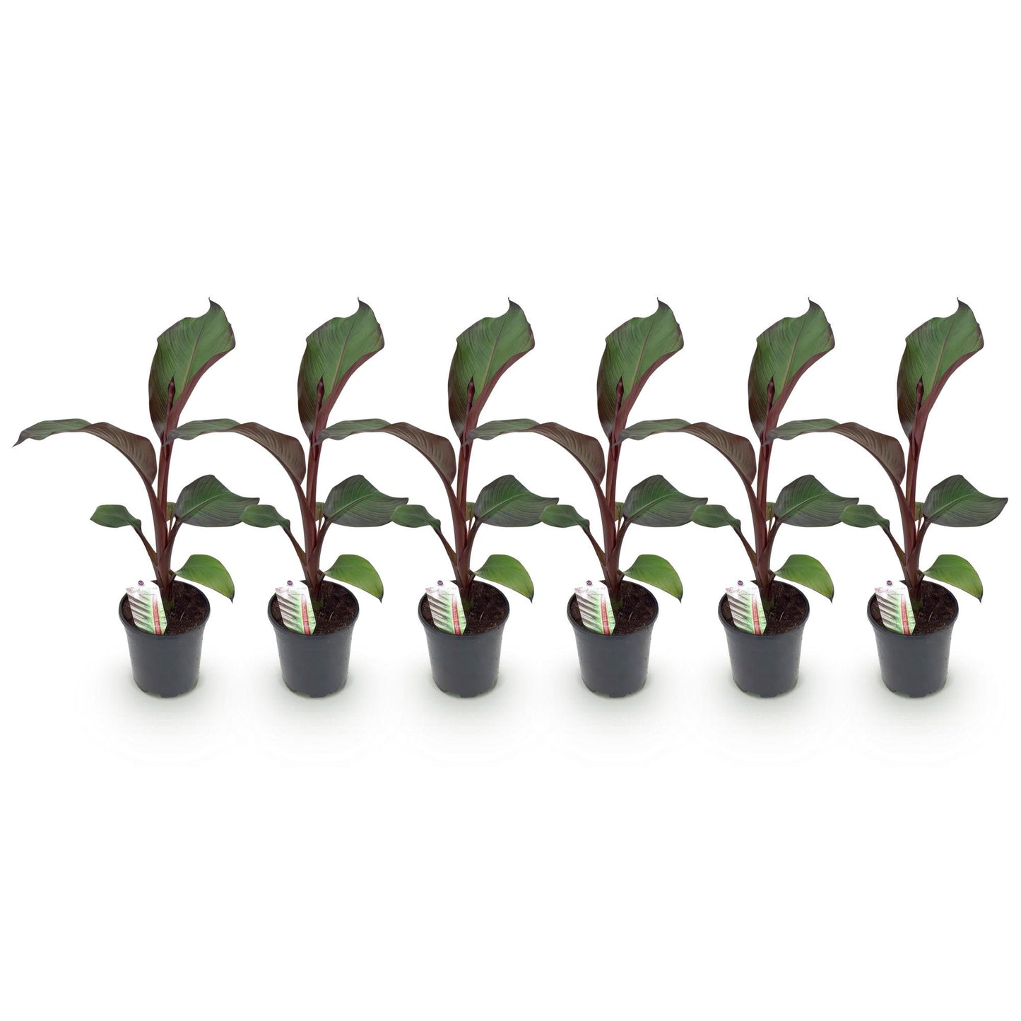 Pflanzfix24 - Gartenbanane Ensete ventricosum Maurelli - 6 Pflanzen - Topf 17cm Höhe 40cm