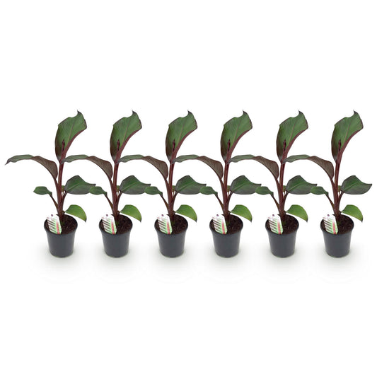 Pflanzfix24 - Gartenbanane Ensete ventricosum Maurelli - 6 Pflanzen - Topf 17cm Höhe 40cm