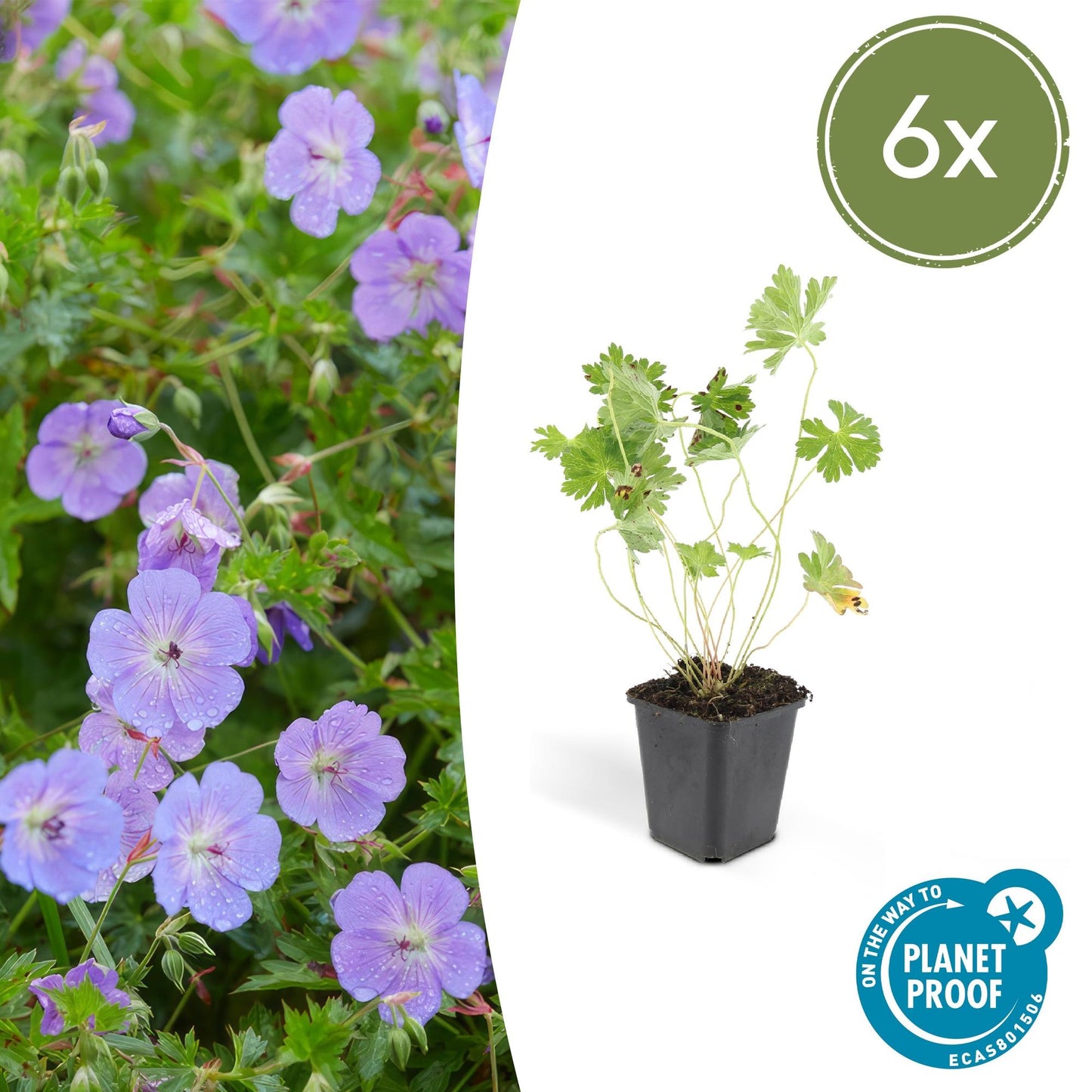 6x Geranium Rozanne - ↕10-25cm - Ø9cm - Pflanzfix24.de - Pflanzfix24.de