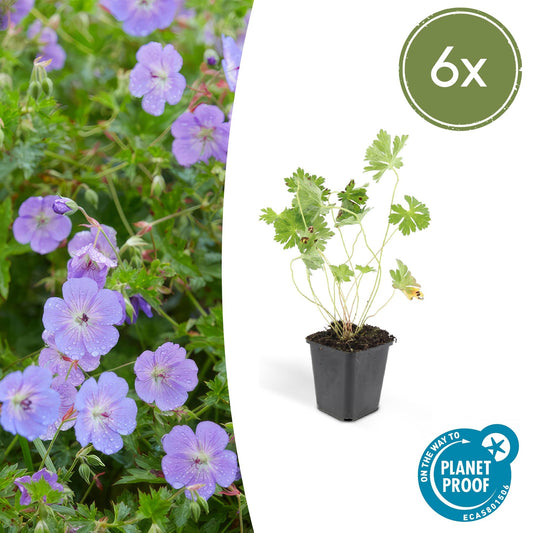 6x Geranium Rozanne - ↕10-25cm - Ø9cm - Pflanzfix24.de - Pflanzfix24.de