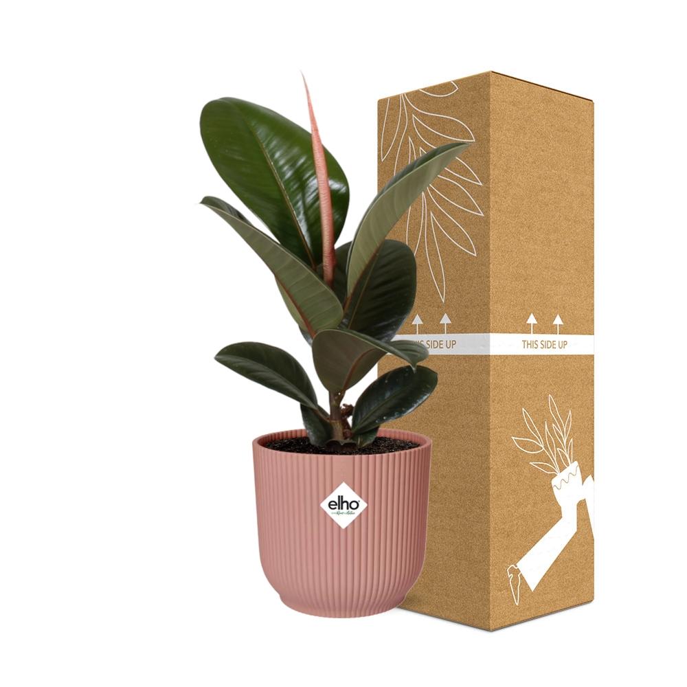 Ficus Elastica 'Robusta' in ELHO Vibes Fold 14cm roze - pflanzfix24