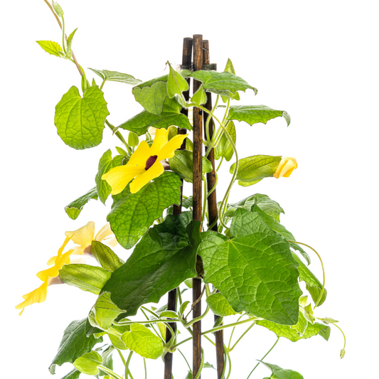 4x Thunbergia alata Sunny Susy Yellow Ø13 cm - ↕60 cm - Pflanzfix24