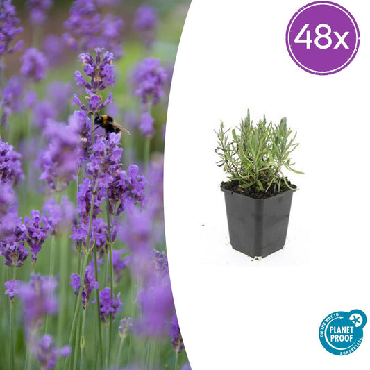 48x Lavandula ang. 'Munstead' - ↕10-25cm - Ø9cm - Pflanzfix24