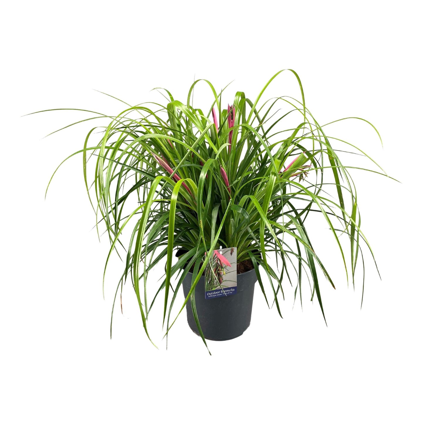 Billbergia Nutans Tears Of Joy - Ø24cm - Pflanzfix24