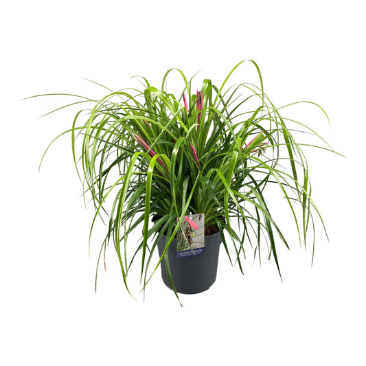 Billbergia Nutans Tears Of Joy - Ø24cm - Pflanzfix24