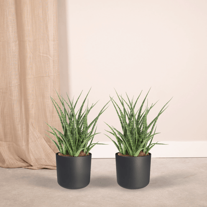 Sansevieria Fernwood Punk (Frauenzunge) - 2 Stücke - Ø12cm - ↕30cm - Pflanzfix24