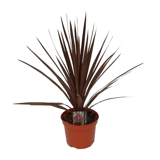 Cordyline Australis Red Star - Ø17cm - ↕60cm - Pflanzfix24