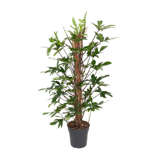 Philodendron Pedatum - Ø24cm - ↕120cm von Pflanzfix24.de - Pflanzfix24.de