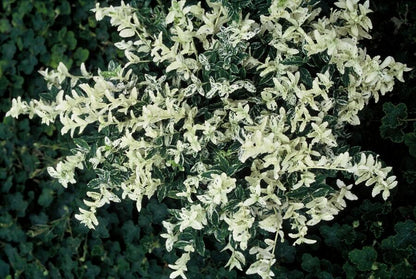 20x Euonymus fort. 'Harlequin' - Dekorativer Gartenbodenbelag von Pflanzfix24.de - ↕10-25cm - Ø9cm - Pflanzfix24.de
