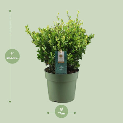 Ilex Crenata 'Jenny'® P17 - Pflanzfix24
