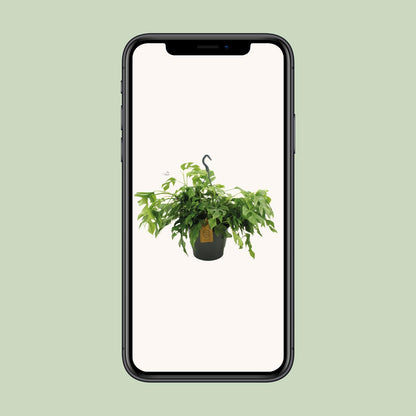 Monstera Minima 27cm HP - Pflanzfix24