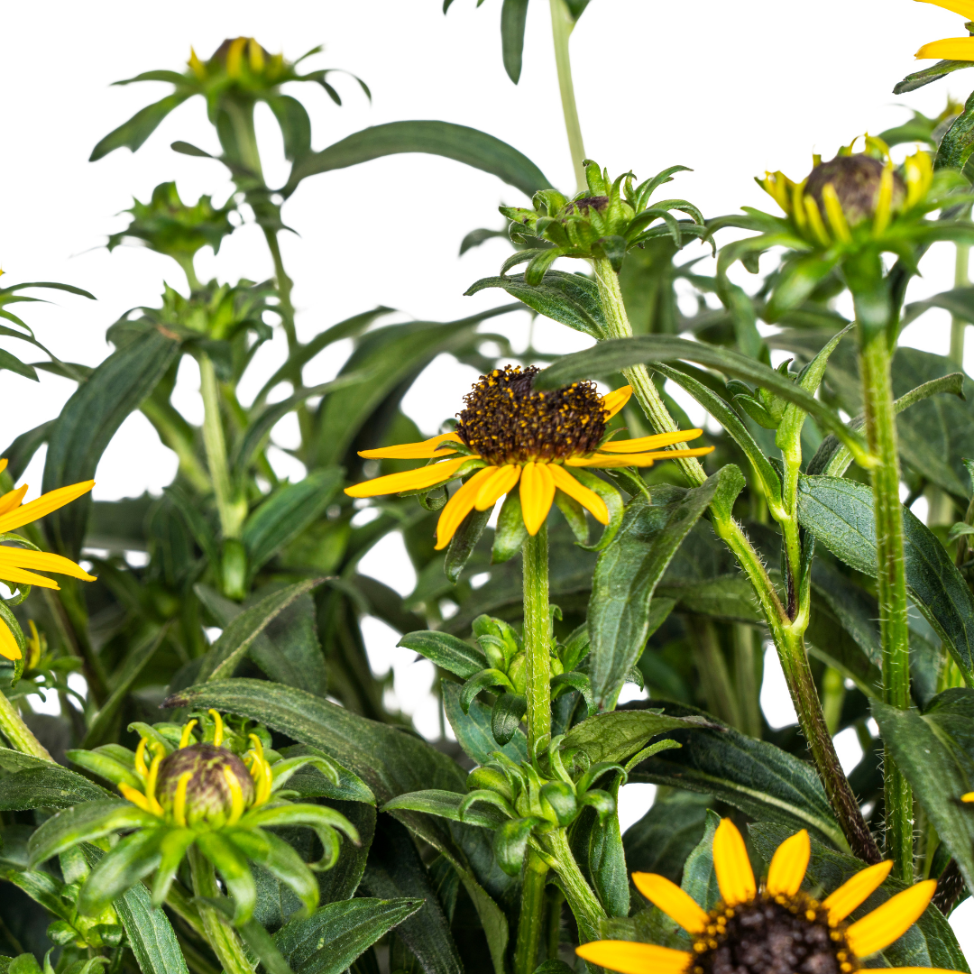 Rudbeckia Fulgida Little Goldstar Ø19cm – blühfreudig | Pflanzfix24.de - Pflanzfix24.de