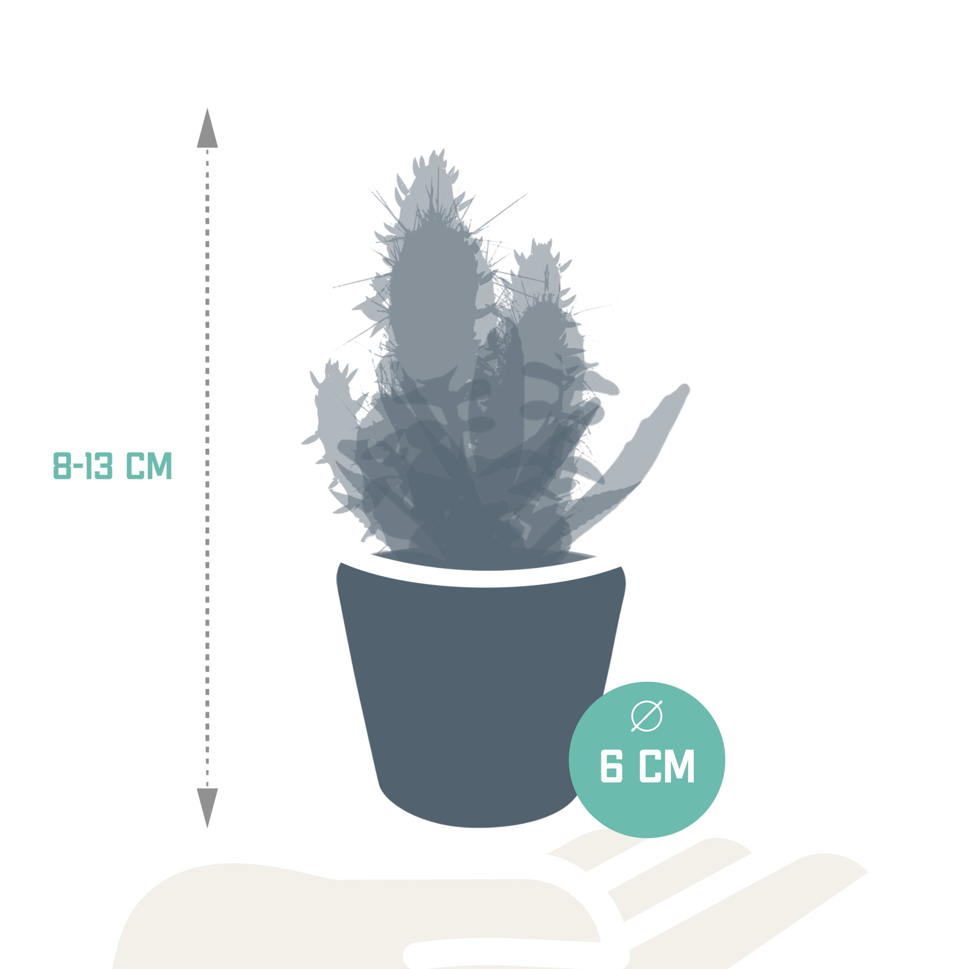Cactus en vetplanten Mischung 5,5 cm | 15 stück - in Mexicaanse pot - Pflanzfix24.de - Pflanzfix24.de