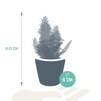 Cactus en vetplanten Mischung 5,5 cm | 15 stück - in Mexicaanse pot - Pflanzfix24.de - Pflanzfix24.de