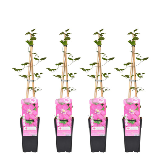 4x Clematis Ville de Lyon 65cm Ø15 - Pflanzfix24