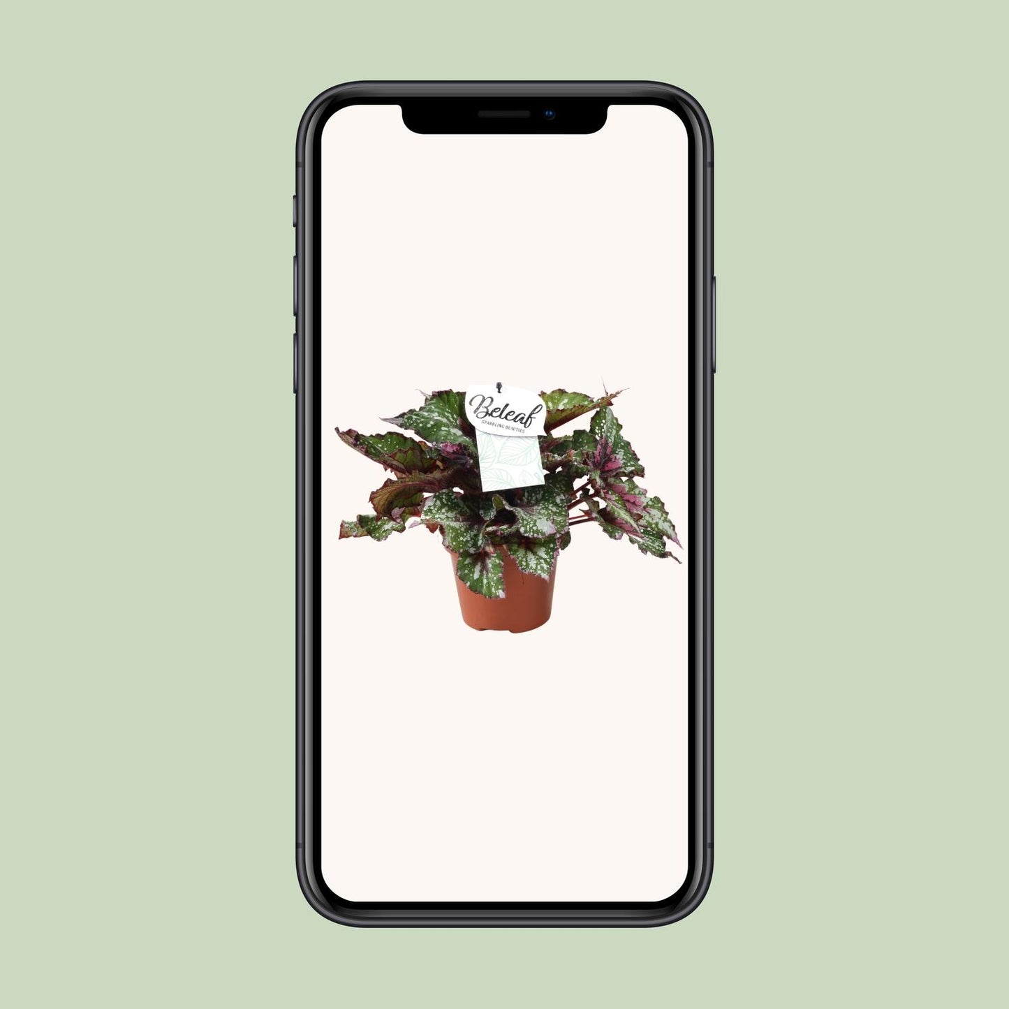 Begonia Beleaf Alaska Creek - Ø17cm - ↕32cm - Pflanzfix24
