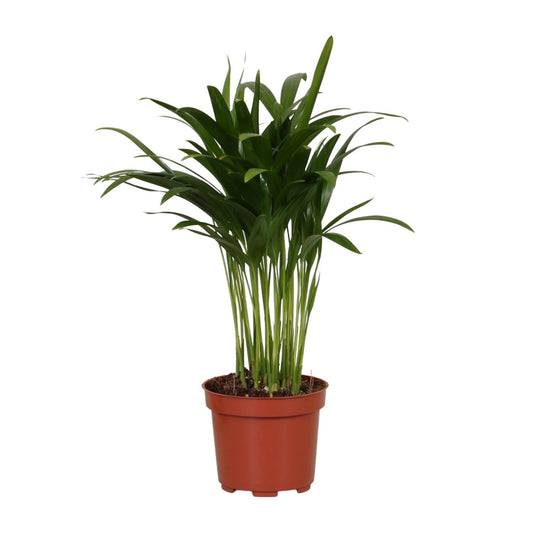 Areca Catechu - Ø12cm - ↕35cm - Pflanzfix24