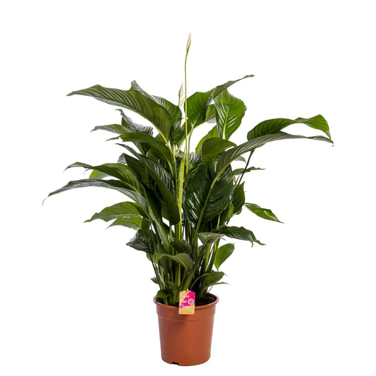 Spathiphyllum 'Sweet Lauretta' Fair Flora - Ø24cm - ↕100cm - Pflanzfix24