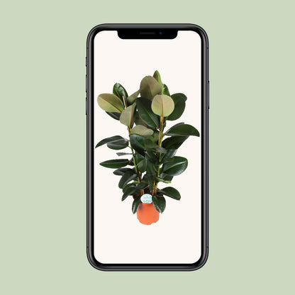 Ficus Elastica Robusta - Ø27cm - ↕115cm bei Pflanzfix24