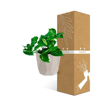 Epipremnum Pinnatum ‘Aureum’ in ELHO b.for rock 14 cm warm grey - Pflanzfix24