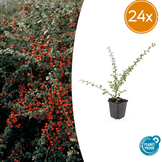 24x Cotoneaster suec. 'Coral Beauty' - Pflanzfix24