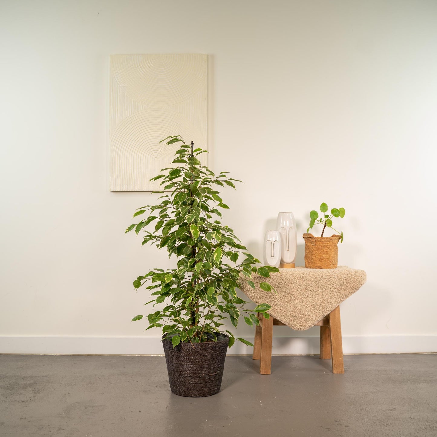 Ficus benjamina Goldenking - Ø21cm - ↕95cm + Korb Igmar - Pflanzfix24