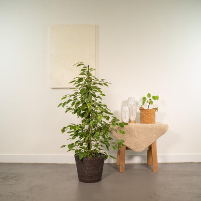 Ficus benjamina Goldenking - Ø21cm - ↕95cm + Korb Igmar - Pflanzfix24