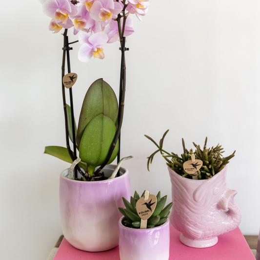 Kolibri Home | Fish - Pink - Ø6cm - Pflanzfix24