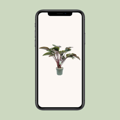 Philodendron Red Beauty - Ø30cm - ↕110cm - Pflanzfix24