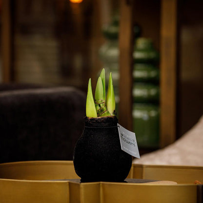 No Water Flowers® (wax amaryllis) | Velvet Touchz® Classic Mix (3 pack) + Red & White flower - Pflanzfix24
