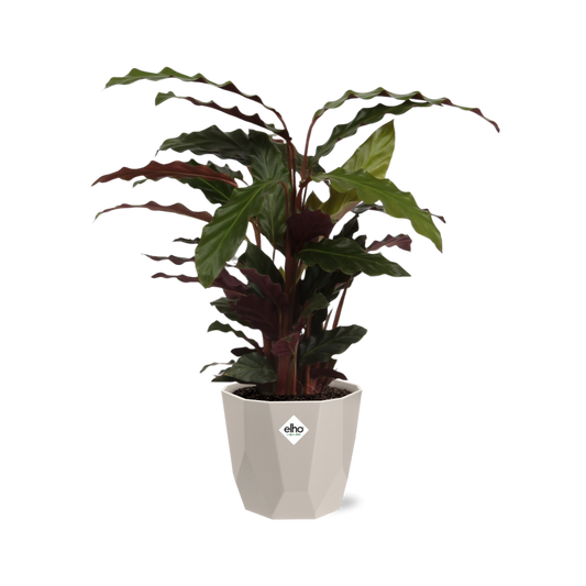 Calathea Rufibarba 'Tropistar' in ELHO b.for rock 14 cm warm grey - Pflanzfix24