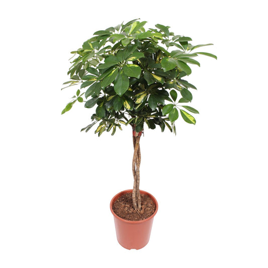 Schefflera Gold Capella Ø27cm, 120cm | Tropisch & Luftreinigend | Pflanzfix24