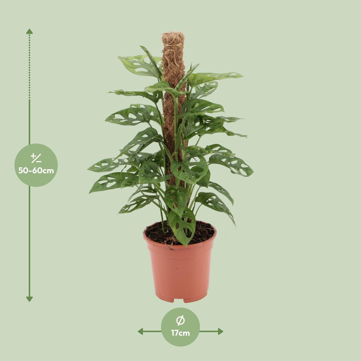 Monstera Monkey Ø17cm – 60 cm | Tropische Zimmerpflanze bei Pflanzfix24.de - Pflanzfix24.de