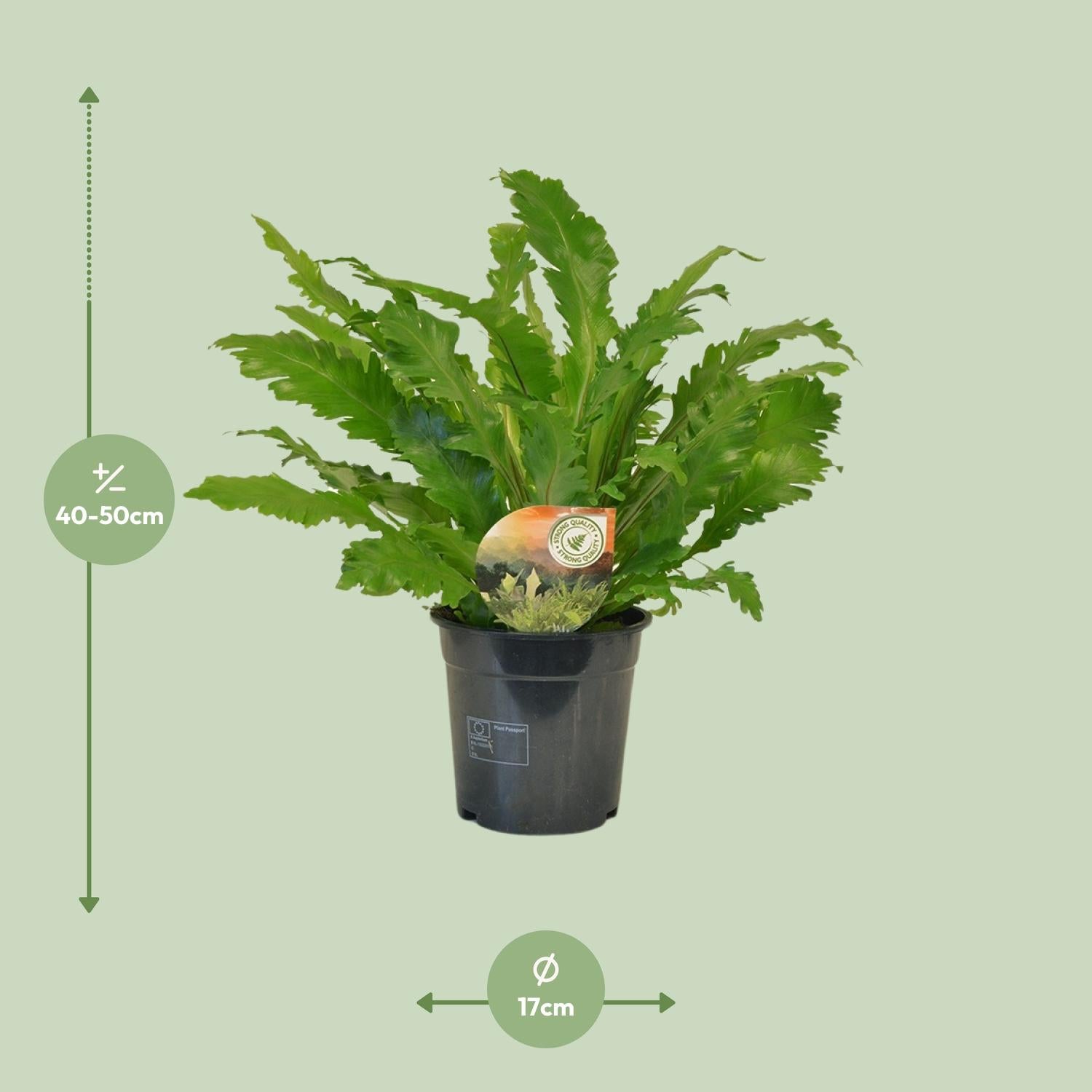 Asplenium Campio - Ø17cm - ↕50cm bei Pflanzfix24.de - Pflanzfix24.de