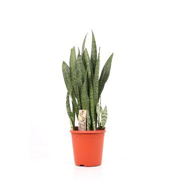 Sansevieria Zeylanica - Pflanzfix24