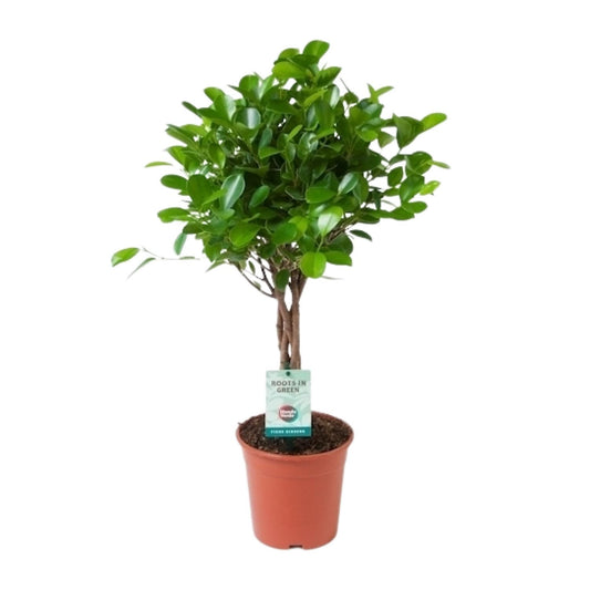 Ficus Microcarpa Moclame - Ø17cm - ↕70cm - Pflanzfix24