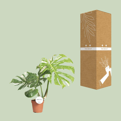 Monstera Thai Constellation Ø15cm, 40-50cm hoch | Pflanzfix24