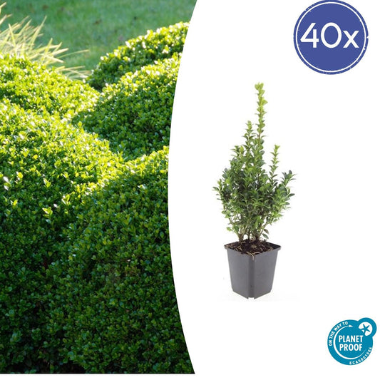40x Buxus Sempervirens - 10-25cm - Ø9cm von Pflanzfix24.de - Pflanzfix24.de