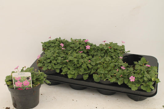 Erodium - Øcm - ↕1cm - Pflanzfix24
