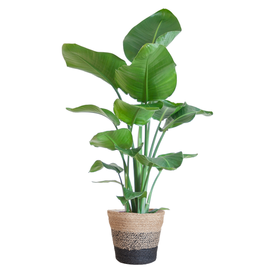Strelitzia Nicolai 80 cm im schwarzen Lissabon Jute-Korb Ø19 | Pflanzfix24