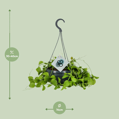 Dischidia Imbricata - Ø14 ↕40 von Pflanzfix24.de - Pflanzfix24.de