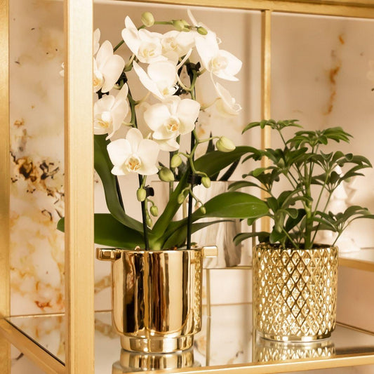 Metallischer Diamant Blumentopf Ø9cm – Goldener Keramik Ziertopf | Pflanzfix24.de - Pflanzfix24.de